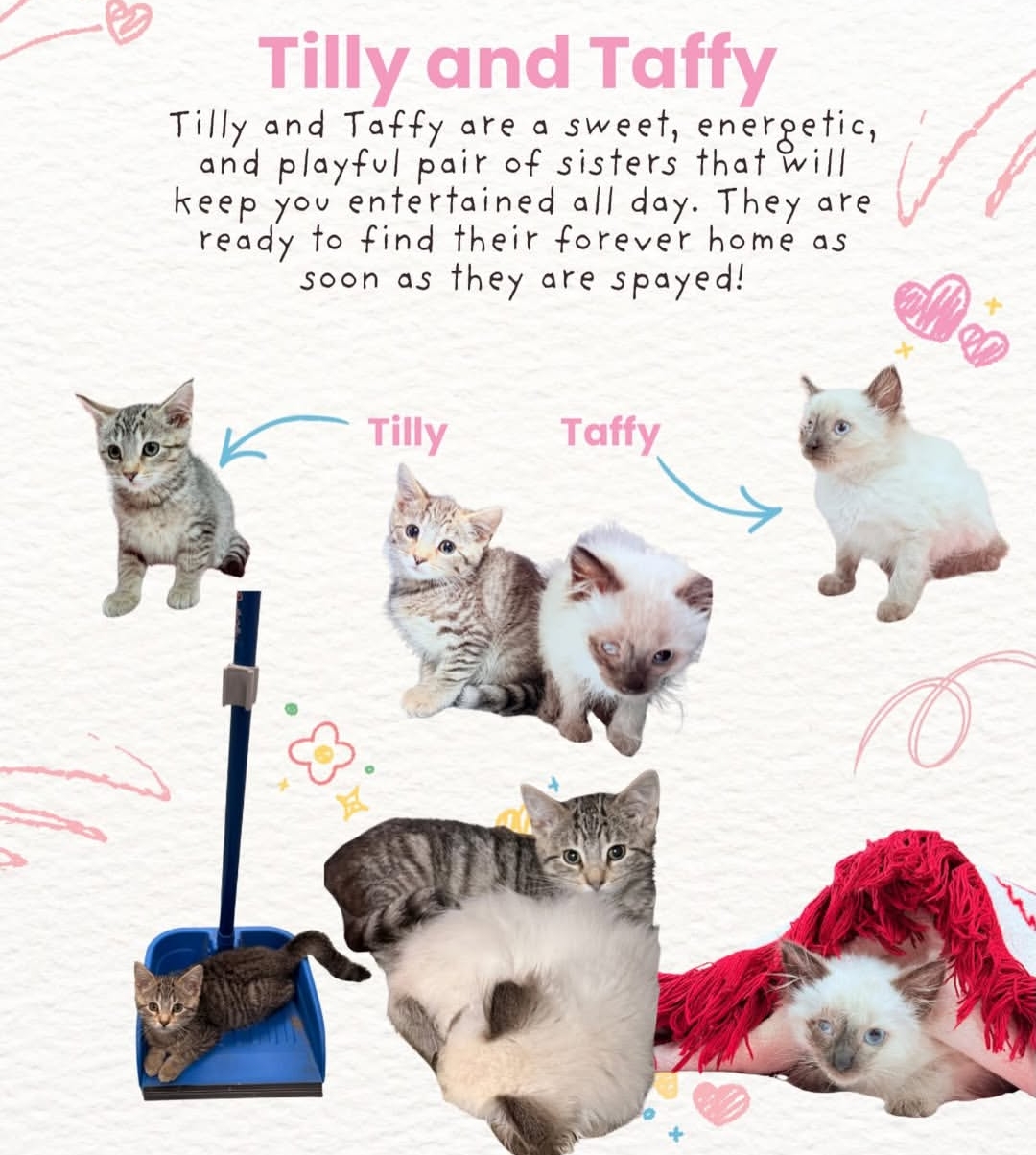 Tilly and Taffy