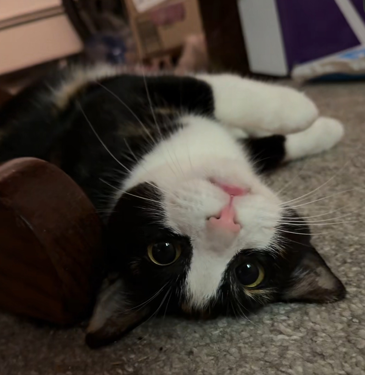 Taki